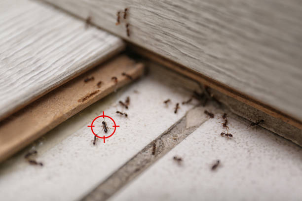 Professional Pest Control in Wiggins, MS