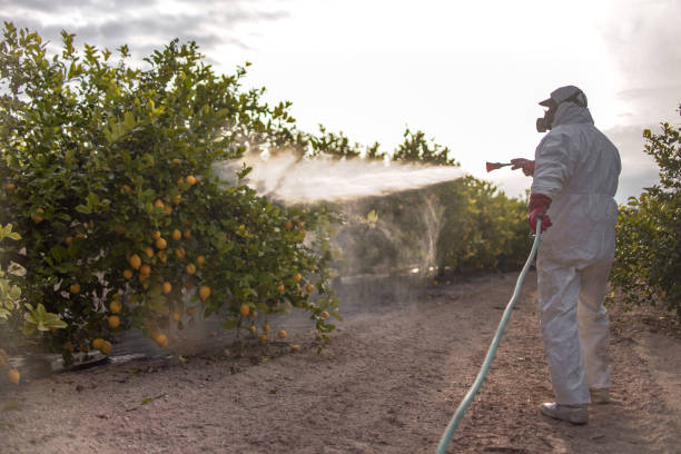 Best Ant Control Services  in Wiggins, MS